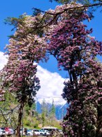 林芝八盖乡高山杜鹃｜美到失语（4.11实拍）_5_玊尔礐壆_来自小红书网页版.jpg