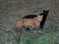 leopard-black-panther-1595775946.jpg