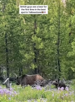 grizzlyWithCub.png