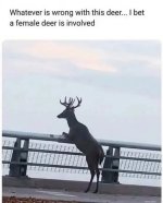 1783301259749.jpeg