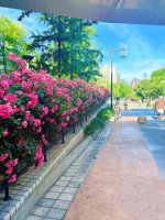 苏州河畔惬意滴骑行时光🚲_11_Vivienne_来自小红书网页版.jpg