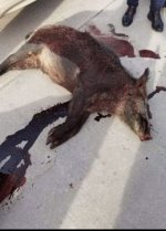 IMG_5391.jpeg