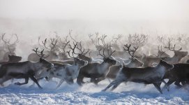 9_0_525_1nenets_01_09.jpg