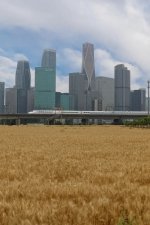 都市麦田_13_春光明媚_来自小红书网页版.jpg