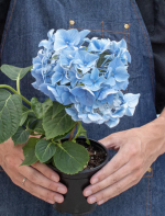 bluehydrangea.png