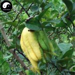 codactylis_Tree_Seeds_Online_Plant_China_Citron_Fruit_Tree_For_Chinese_Bergamot_Fou_Shou_Gan__3_.jpg