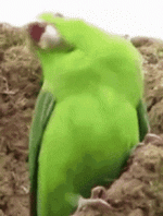 1728955546782.gif 1728955546782.gif
