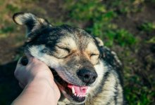 hand-man-trembling-behind-the-ear-cute-dog-closed-his-eyes-with-pleasure-in-the-autumn-sunny.jpg