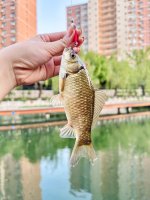 亮马桥小物钓｜城市河道绝不空军_4_气象台说有暴雨_来自小红书网页版.jpg