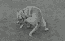 legday-dog.gif