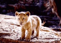 1733974131797.gif