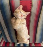 cute-cat-giving-pose.jpg