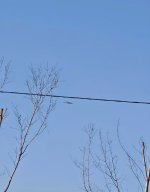 IMG_8373.jpeg
