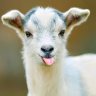 GoatsMilk