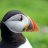 Puffin