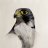 Peregrine