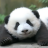 Panda_Hi